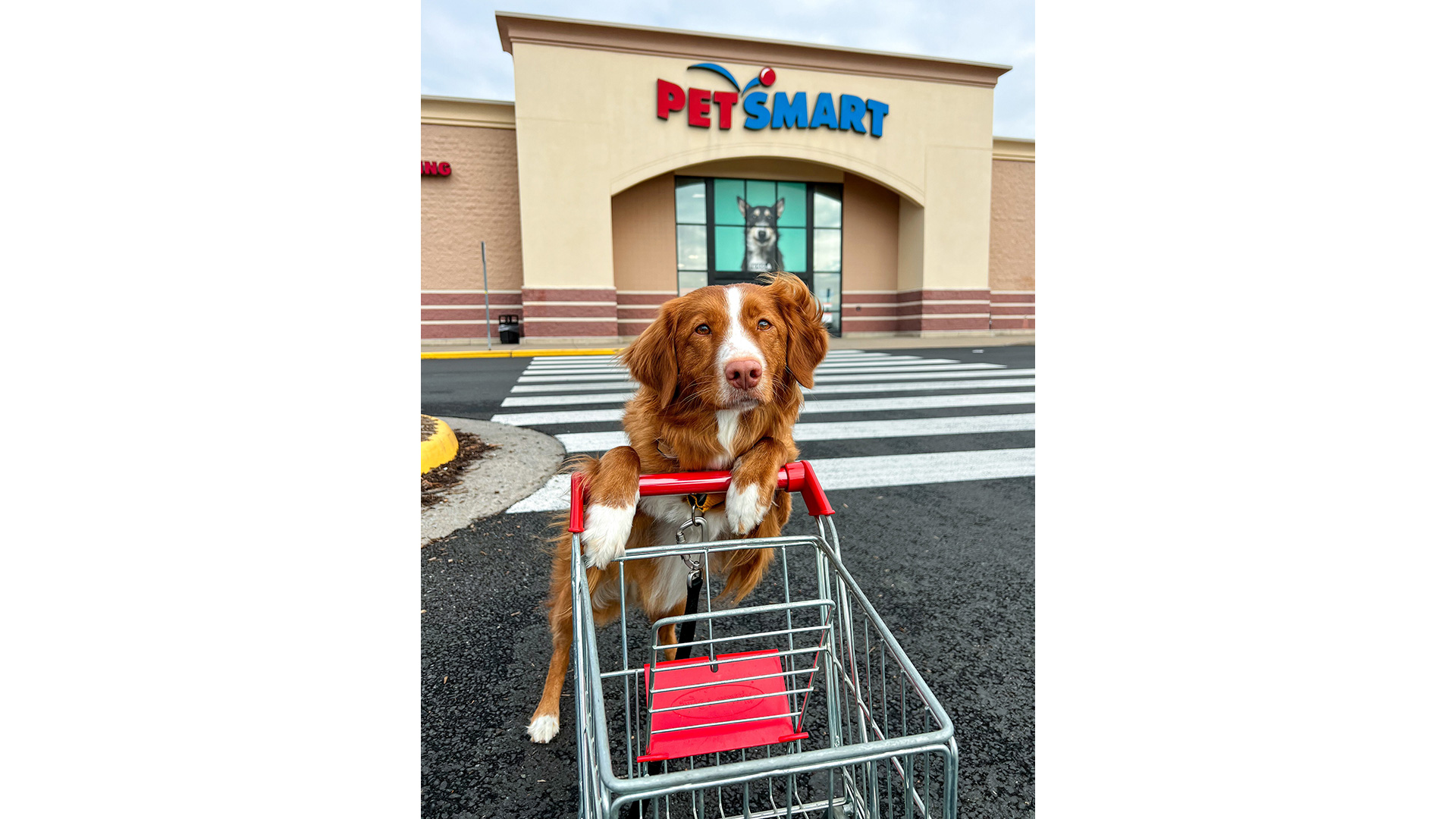 Source: PetSmart